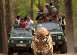 Kanha Jungle Safari by Explorers Pune Mumbai