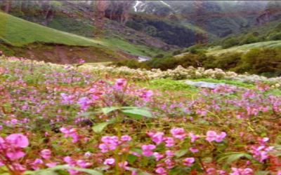 Explorers valley-of-flowers-hemkund