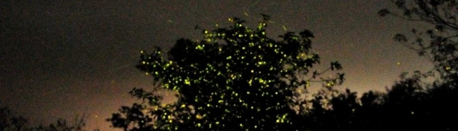 Explorers Fireflies Festival at Velas