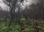 02 Kusur Pathar jungle trek trail photo Trek route