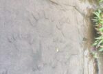 Kusur Pathar jungle trek trail photo animal footprints on rock