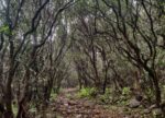 Kusur Pathar jungle trek trail photo dense forest