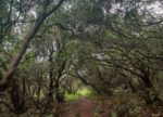 Kusur Pathar jungle trek trail photo dense look