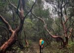 Kusur Pathar jungle trek trail photo jungle walk