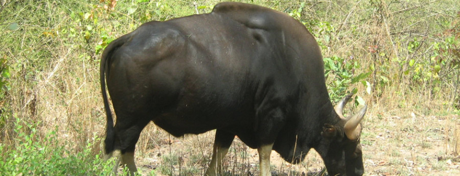 Kanha Jungle Safari by Explorers Pune Mumbai